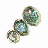 Beautiful Abalone Shells for Smudging Spiritual Cleansing Supplies