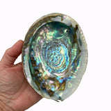 Beautiful Abalone Shells for Smudging Spiritual Cleansing Supplies