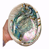 Beautiful Abalone Shells for Smudging Spiritual Cleansing Supplies